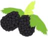 blackberries icon