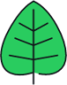 cottonwood leaf icon