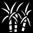 sugar cane icon